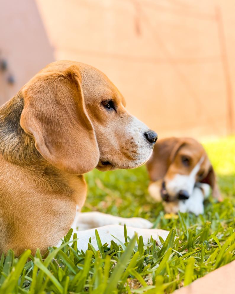 Moka Hotel de Perros y mascotas en Grecia